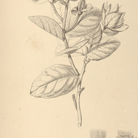 31. STILPNOPAPPUS ferrugineus.