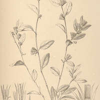 32. STILPNOPAPPUS speciosus.