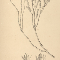 33. PIPTOLEPIS leptospermoides.