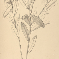 34. PIPTOLEPIS Martiana.