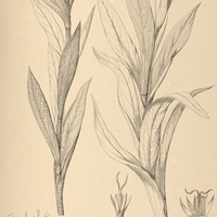 35. PROTEOPSIS argentea.
