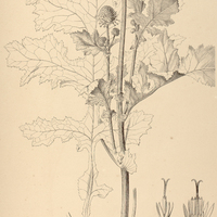 36. PITHECOSERIS pacourinoides.