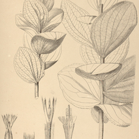 38. SOARESIA velutina.