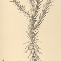 39. LYCHNOPHORA rosmarinifolia.