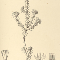 40. LYCHNOPHORA uniflora.