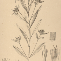 41. LYCHNOPHORA albertinioides.