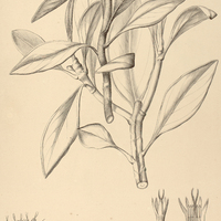 42. LYCHNOPHORA tomentosa.