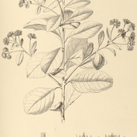 43. EREMANTHUS glomerulatus.