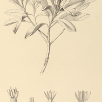 44. EREMANTHUS Elaeagnus.