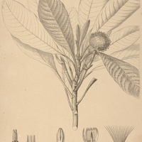 45. EREMANTHUS bicolor.