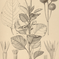 46. EREMANTHUS sphaerocephalus.