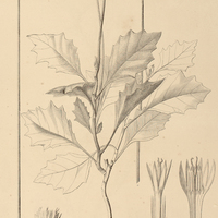 47. EREMANTHUS Martii.