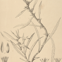 48. TELMATOPHILA Scolymastrum.
