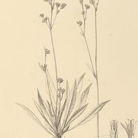 49. ELEPHANTOPUS riparius.