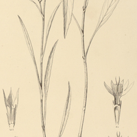 50. ELEPHANTOPUS palustris.
