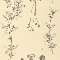 51. ADENOSTEMMA Swartzii.