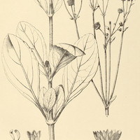 52. ADENOSTEMMA suffruticosum.