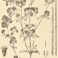 53. OPHYROSPORUS Regnellii.