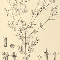 55. STEVIA urticaefolia.
