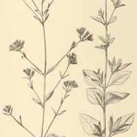 56. STEVIA menthaefolia.