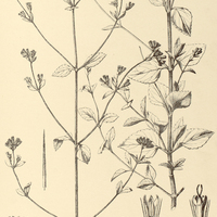 57. STEVIA collina.