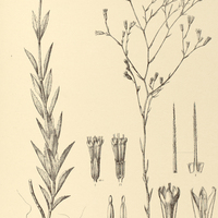 58. STEVIA Lundiana.