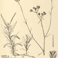 59. TRICHOGONIA campestris.