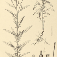 60. TRICHOGONIA salviaefolia.