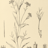 61. MIKANIA oxylepis.