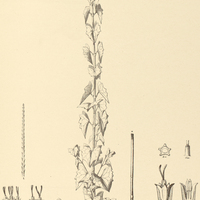 62. MIKANIA officinalis.