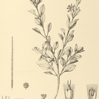 63. MIKANIA neurocaula.