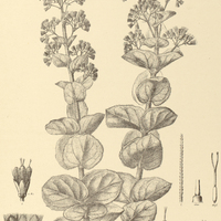 64. MIKANIA leiolaena.