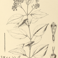 65. MIKANIA Estrellensis.