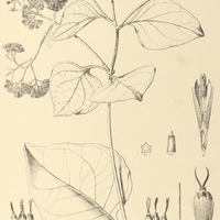 66. MIKANIA amara, var. Guaco.