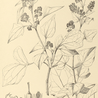 67. MIKANIA glomerata.