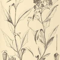 68. MIKANIA chlorolepis.