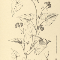 69. MIKANIA scandens, var. congesta.