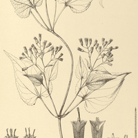 70. MIKANIA hemisphaerica.