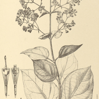 71. MIKANIA Banisteriae.