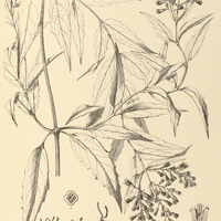 72. MIKANIA ligustrifolia.