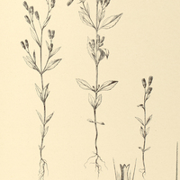73. DISSOTHRIX Gardneri.