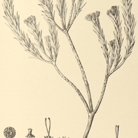 74. AGRIANTHUS campestris.