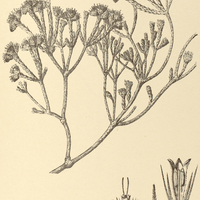 75. AGRIANTHUS empetrifolius.