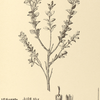 76. EUPATORIUM (Osmia) multiflosculosum.