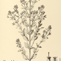 77. EUPATORIUM (Osmia) squalidum.