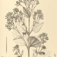 78. EUPATORIUM (Osmia) brunneolum.