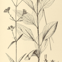 79. EUPATORIUM (Osmia) asperrimum.