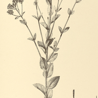 80. EUPATORIUM (Osmia) cinereo-viride.