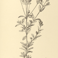 81. EUPATORIUM (Chromolaena) horminoides.