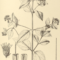 82. EUPATORIUM (Hetorolepis) serdescens.